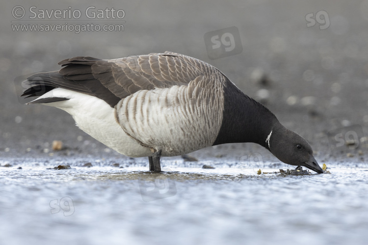 Brant Goose, side view of an adult drinking in a pond