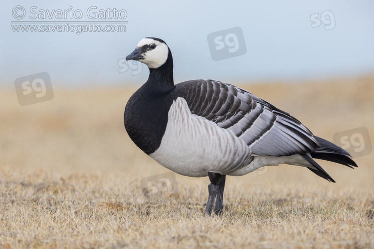 Barnacle Goose, side view of an adult standing on the ground