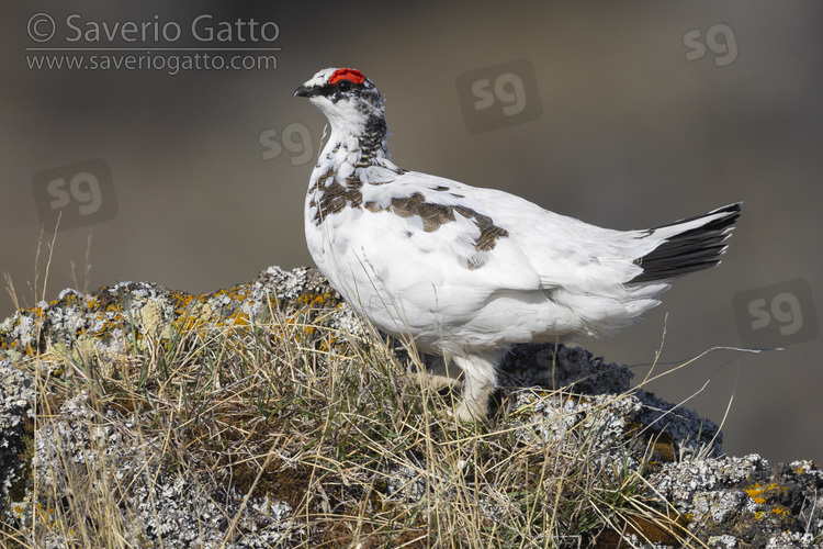 Rock Ptarmigan, side view of an individual standing on a rock