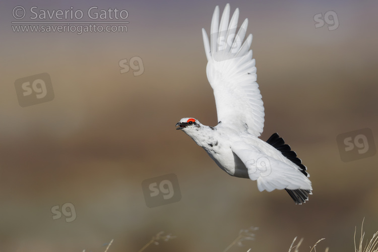 Rock Ptarmigan, side view of an individual in flight