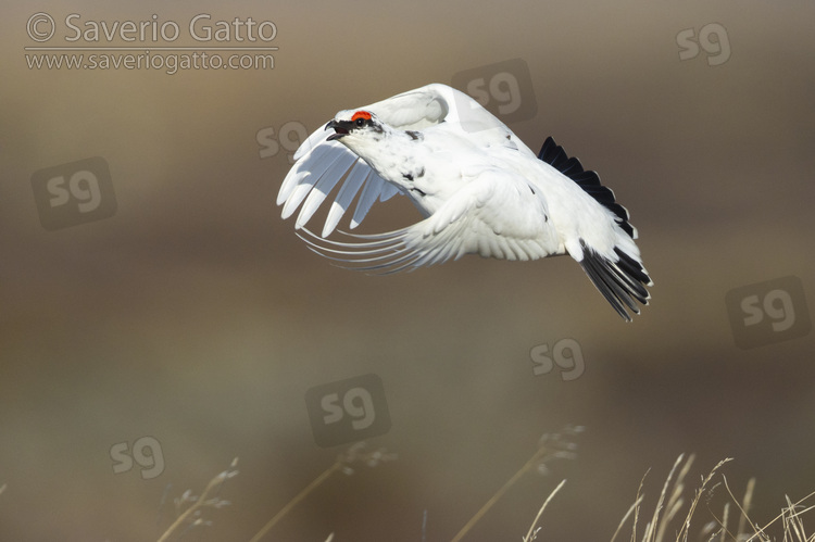 Rock Ptarmigan, side view of an individual in flight