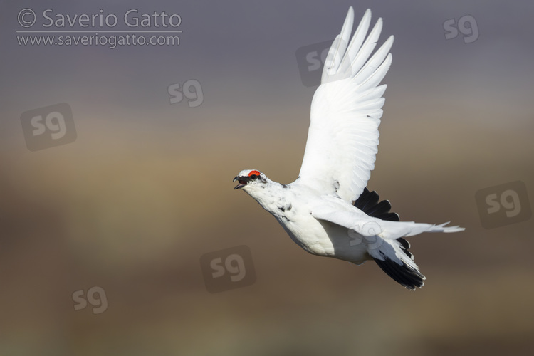 Rock Ptarmigan, side view of an individual in flight