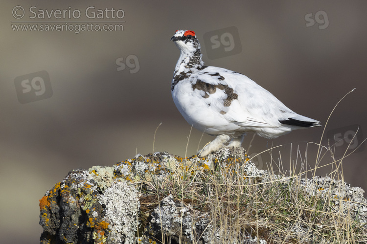 Rock Ptarmigan, side view of an individual standing on a rock