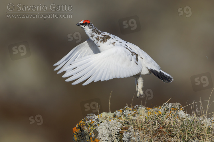 Rock Ptarmigan, side view of an individual at take-off