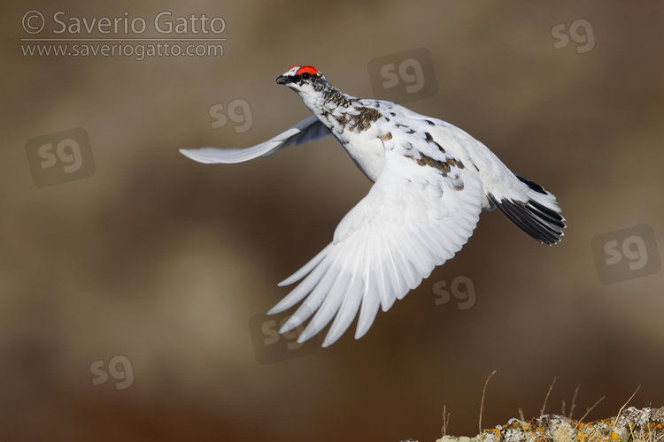 Rock Ptarmigan, side view of an individual in flight