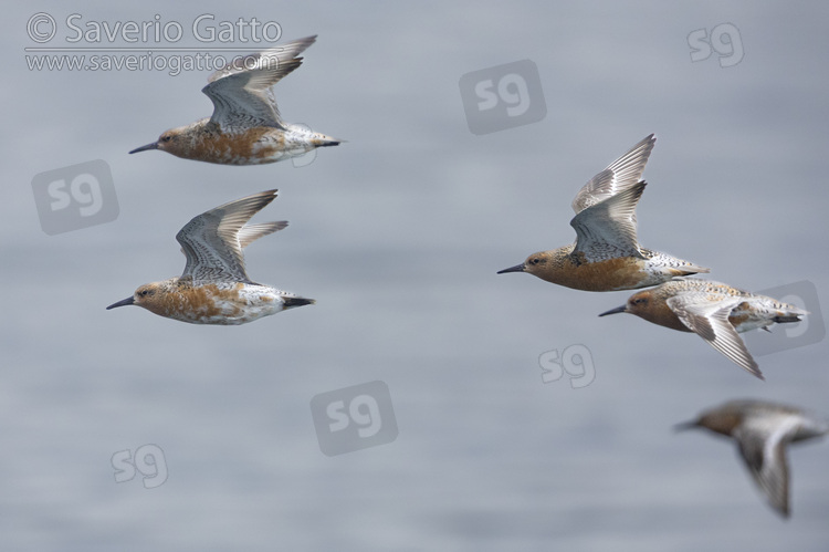 Piovanello maggiore, piccolo gruppo in volo