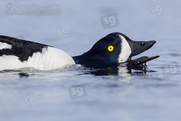 Barrow's Goldeneye, side view of an adult male displaying