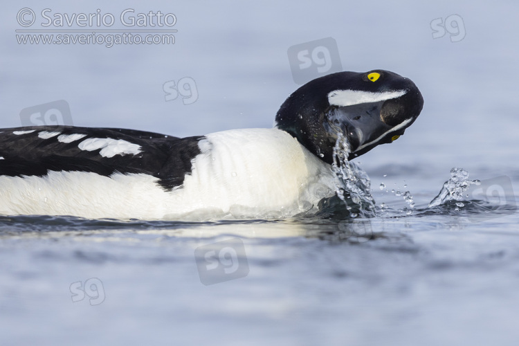 Barrow's Goldeneye, close-up of an adult male