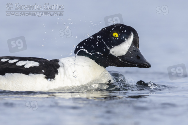 Barrow's Goldeneye, close-up of an adult male