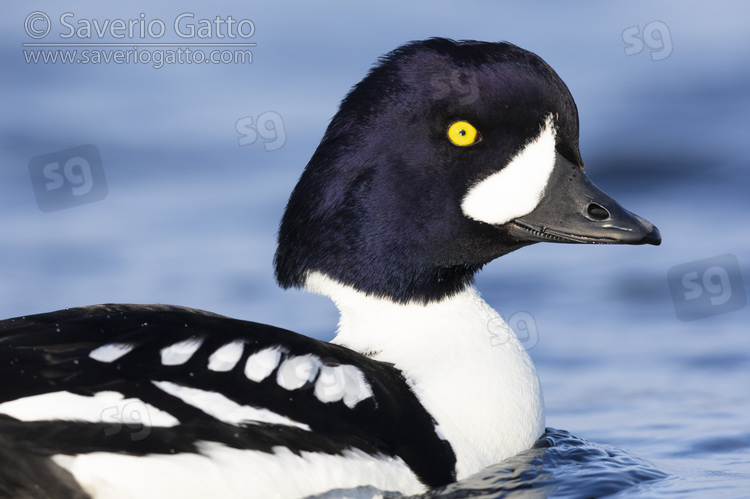 Barrow's Goldeneye, close-up of an adult male