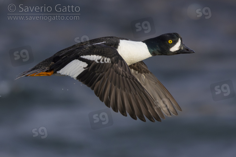 Barrow's Goldeneye, side view of an adult male in flight