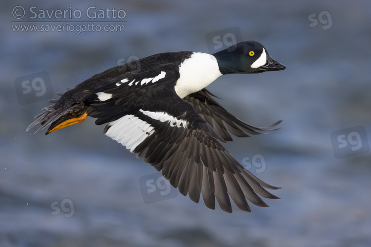 Barrow's Goldeneye, side view of an adult male in flight