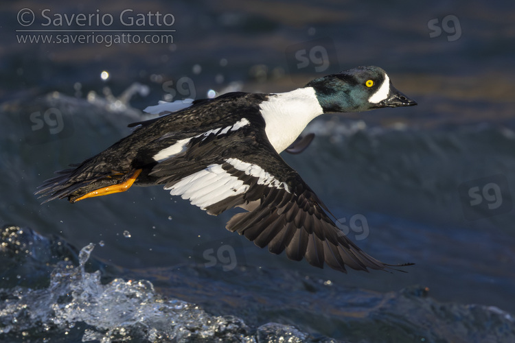 Barrow's Goldeneye, side view of an adult male in flight