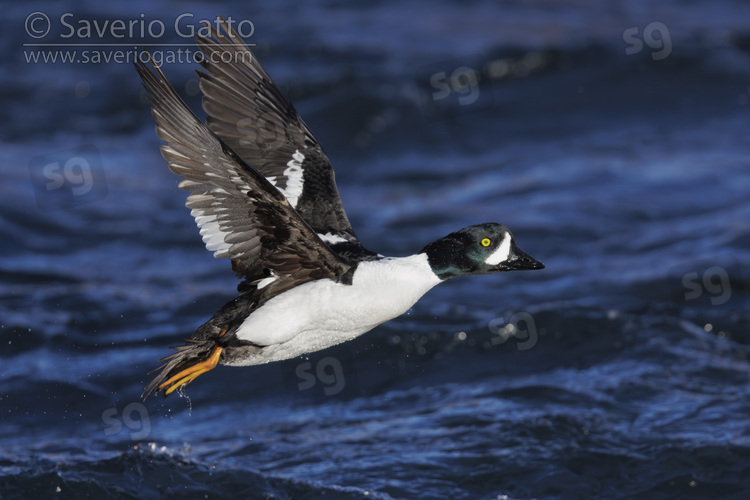 Barrow's Goldeneye, side view of an adult male in flight