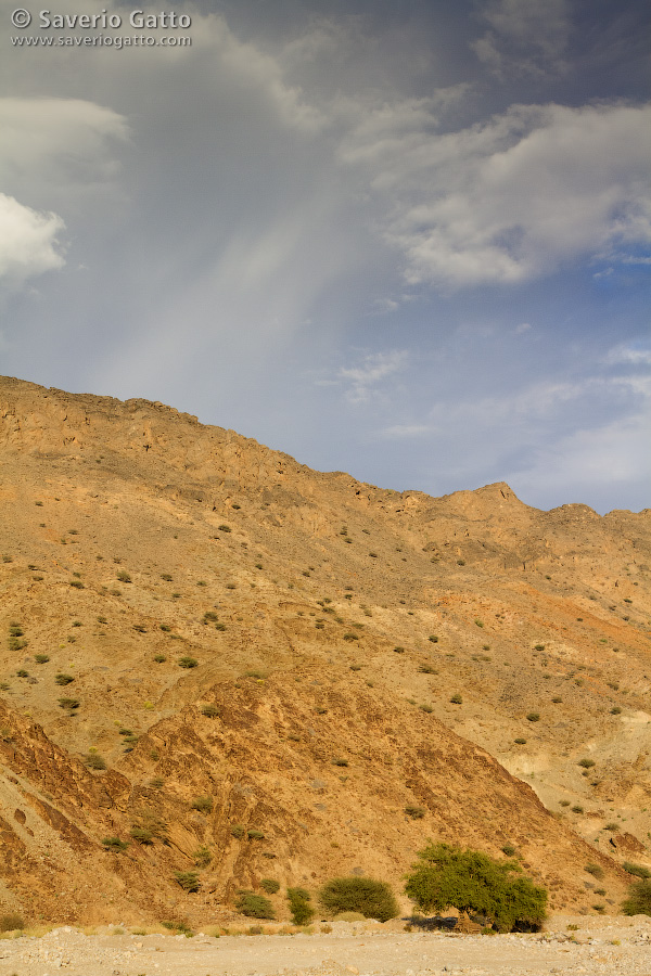 Omani Wadi