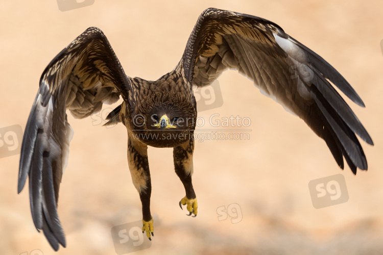 Aquila anatraia maggiore (5035), anteprima di foto ad alta risoluzione by S. Gatto ©