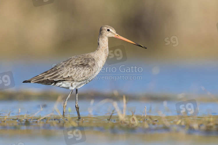 Black-tailed Godwit, adult in winter plumage standing in a swamp