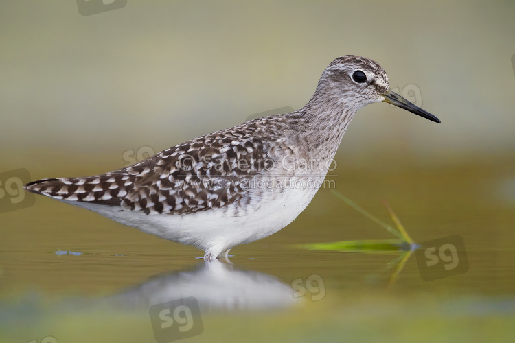Wood Sandpiper, adult standing in a pond