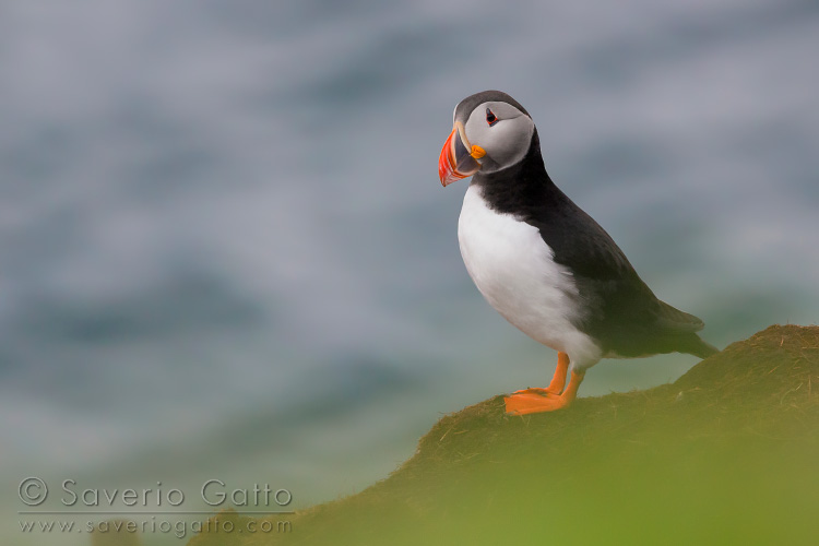 Atlantic Puffin, adult standing on the ground with sea in background