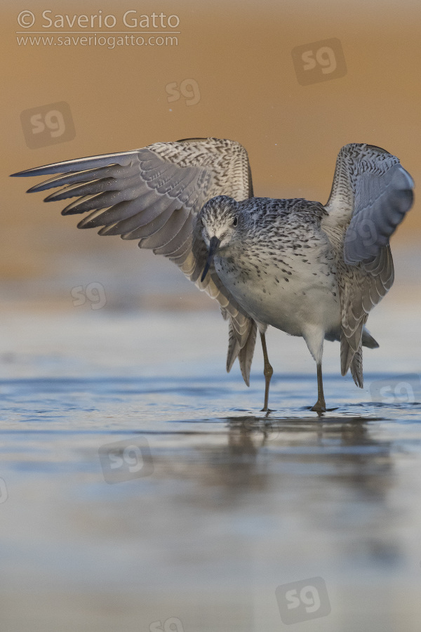Greenshank, adult taking off from the water