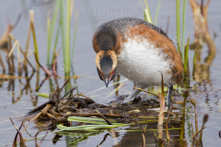 Horned Grebe