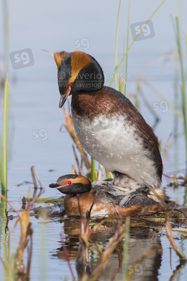 Horned Grebe, pair mating on the nest