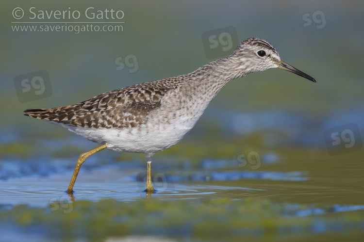 Wood Sandpiper, adult walking in the water