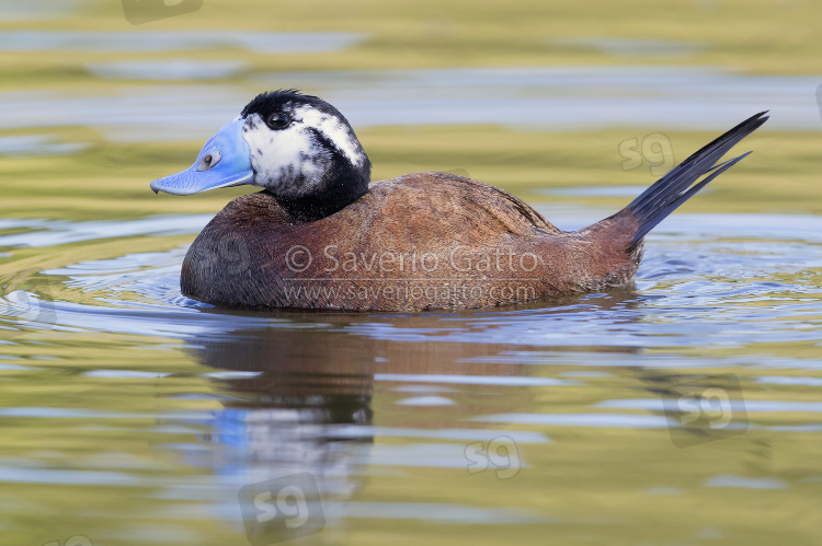 White-headed Duck, side view of a second summer male in a lake