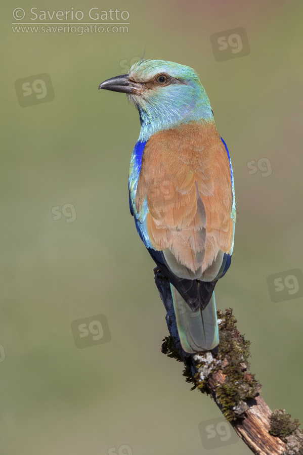 European Roller, back view of an adult perched on a branch
