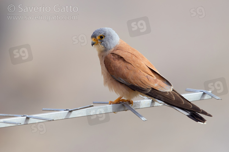 Lesser Kestrel, adult male perched on an antenna in matera