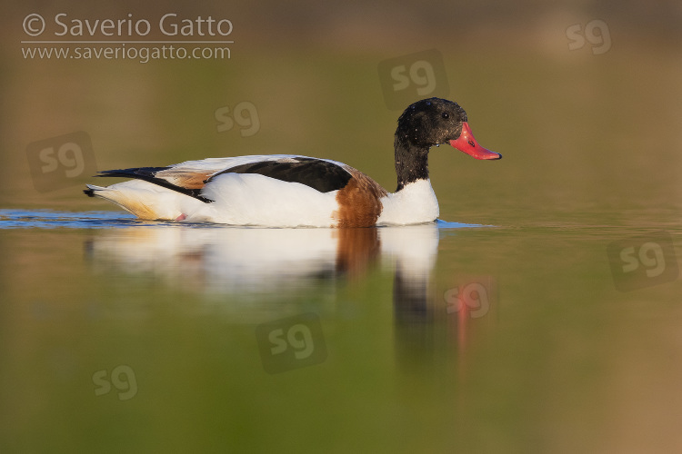 Common Shelduck, side view of an immature male swimming in a lake