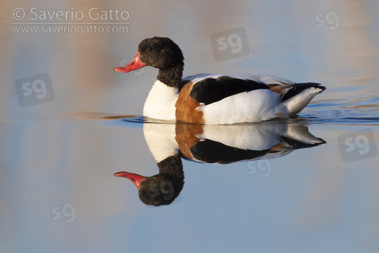 Common Shelduck, side view of an immature male swimming in a lake