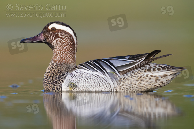 Garganey, side view of a drake swimming in a pond