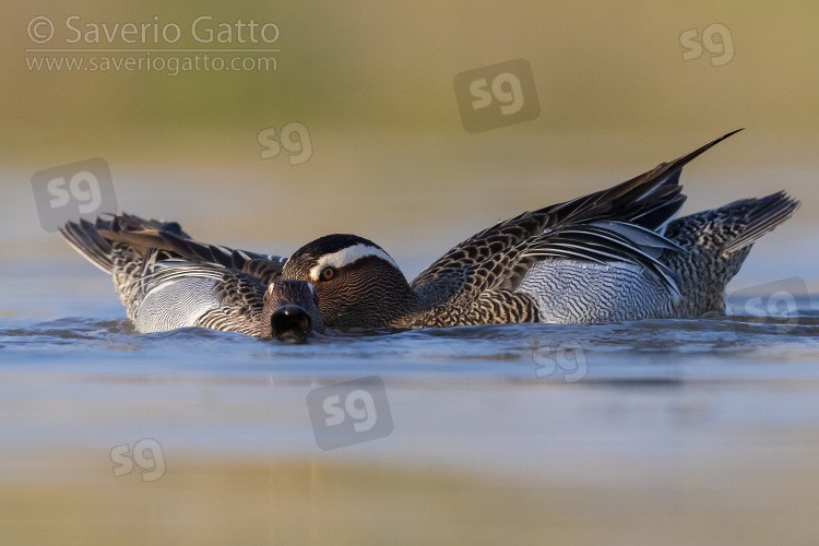 Garganey, two males fighting in a pond
