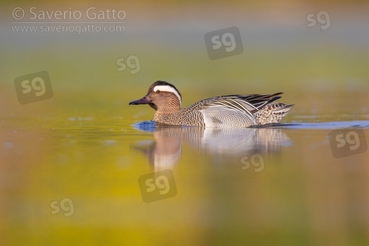 Garganey, side view of a drake swimming in a pond