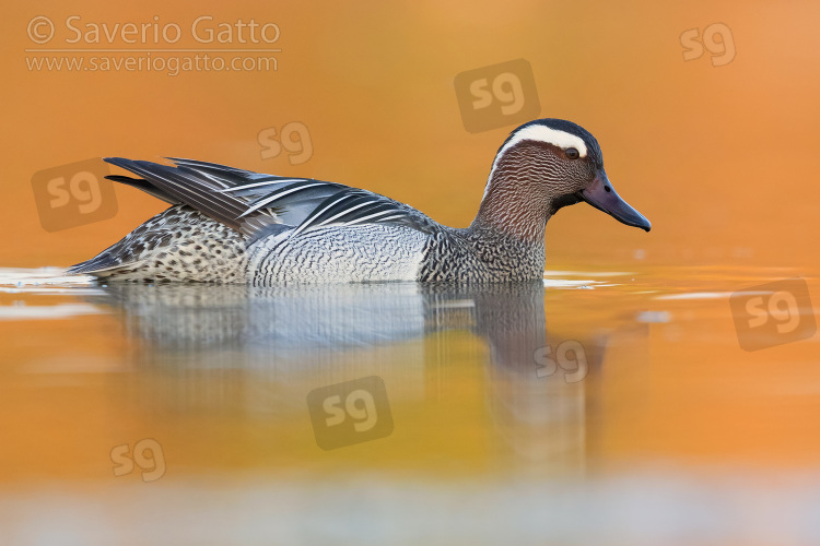 Garganey, side view of a drake swimming in a pond at sunset