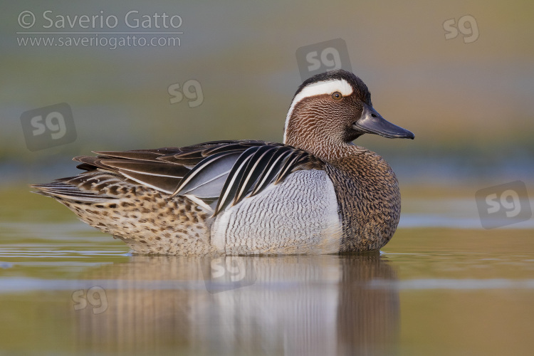 Garganey, side view of an adult male standing in the water
