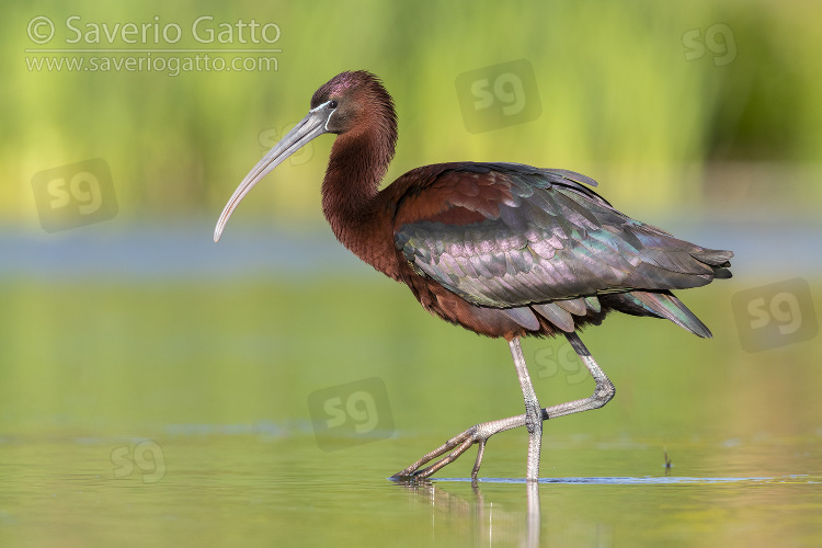 Glossy Ibis, side view of an adult walking in a pond