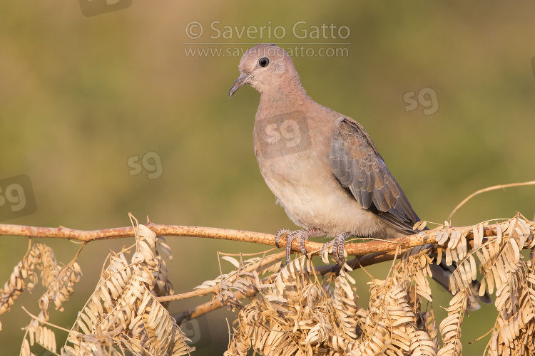 Laughing Dove, juvenile perched on a branch