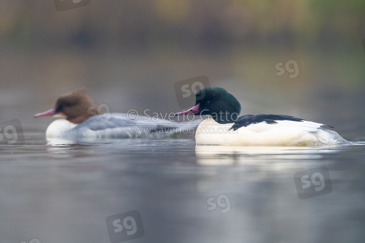 Common Merganser, a couple swimming in a lake
