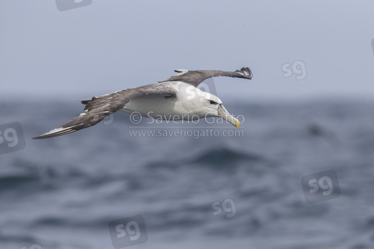 Shy Albatross, side view of an immature in flight