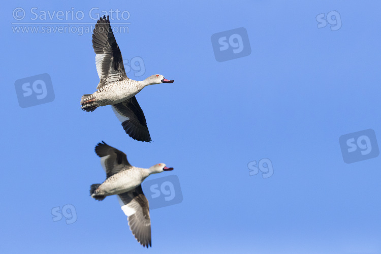 Cape Teal, two males  in flight showing underparts
