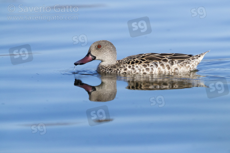 Cape Teal, side view of an adult male swimming in the water