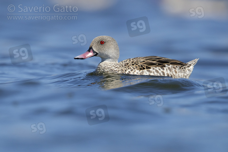Cape Teal, side view of an adult male swimming in the water