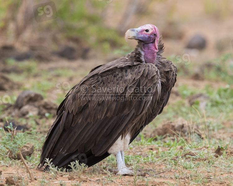 Lappet-faced Vulture, side view of an adult standing on the ground