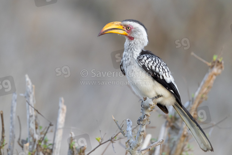 Southern Yellow-billed Hornbill