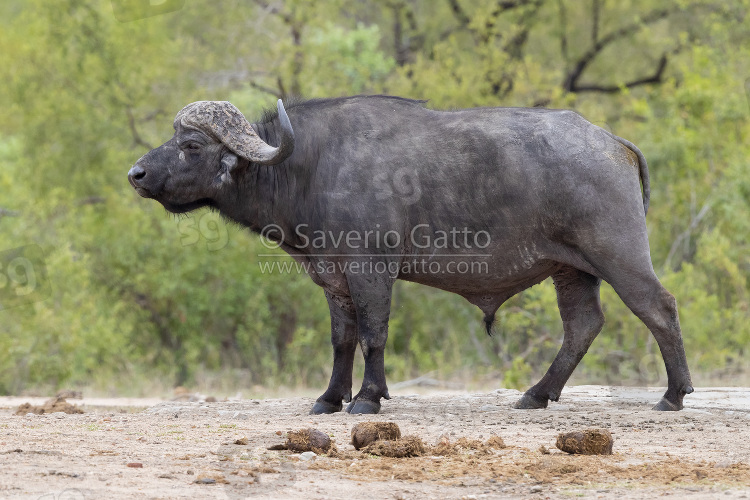 Bufalo africano, maschio adulto nella savana