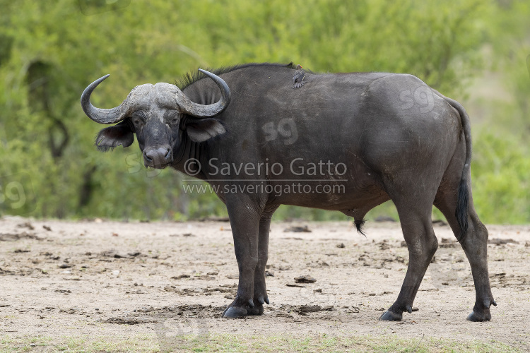 Bufalo africano, maschio adulto nella savana