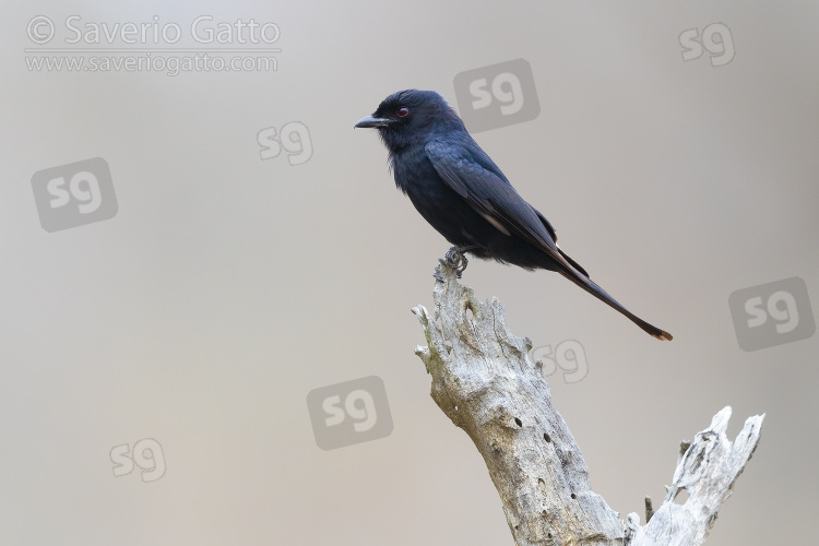 Square-tailed Drongo