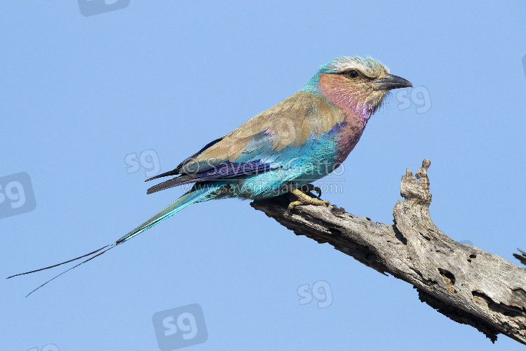Lilac-breasted Roller, side view of an adult perched on a dead branch